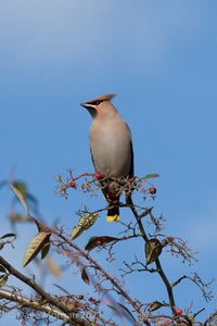 Abingdon Waxwings 12th February 2011