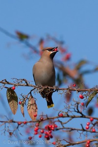 Abingdon Waxwings 12th February 2011