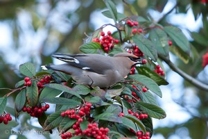 Abingdon Waxwings 12th February 2011