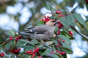 Abingdon Waxwings 12th February 2011