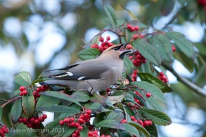 Abingdon Waxwings 12th February 2011