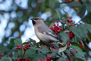 Abingdon Waxwings 12th February 2011