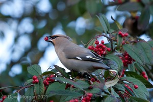 Abingdon Waxwings 12th February 2011