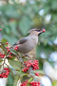 Abingdon Waxwings 12th February 2011
