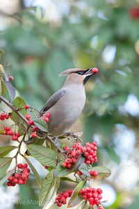Abingdon Waxwings 12th February 2011