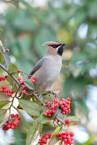 Abingdon Waxwings 12th February 2011