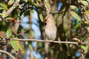 Abingdon Waxwings 12th February 2011
