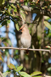 Abingdon Waxwings 12th February 2011