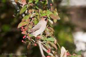 Abingdon Waxwings 12th February 2011