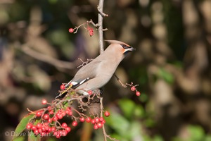 Abingdon Waxwings 12th February 2011