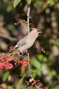 Abingdon Waxwings 12th February 2011