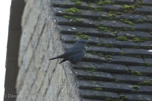 Blue Rock Thrush, Stow on the Wold, Glos. 27/12/16