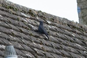 Blue Rock Thrush, Stow on the Wold, Glos. 27/12/16