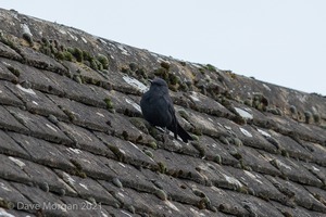 Blue Rock Thrush, Stow on the Wold, Glos. 27/12/16