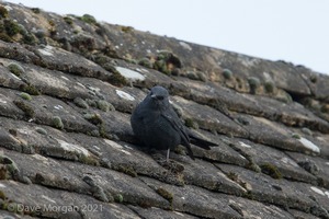 Blue Rock Thrush, Stow on the Wold, Glos. 27/12/16