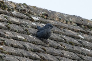Blue Rock Thrush, Stow on the Wold, Glos. 27/12/16