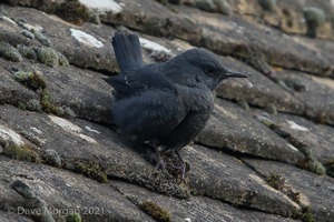 Blue Rock Thrush, Stow on the Wold, Glos. 27/12/16