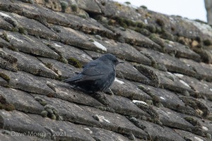 Blue Rock Thrush, Stow on the Wold, Glos. 27/12/16