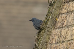 Blue Rock Thrush, Stow on the Wold, Glos. 27/12/16