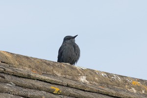 Blue Rock Thrush, Stow on the Wold, Glos. 27/12/16