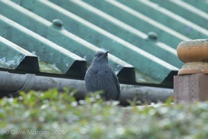 Blue Rock Thrush, Stow on the Wold, Glos. 27/12/16