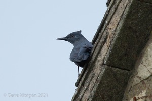 Blue Rock Thrush, Stow on the Wold, Glos. 27/12/16