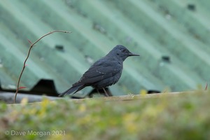 Blue Rock Thrush, Stow on the Wold, Glos. 27/12/16
