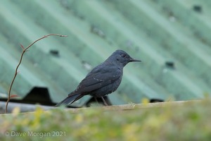 Blue Rock Thrush, Stow on the Wold, Glos. 27/12/16
