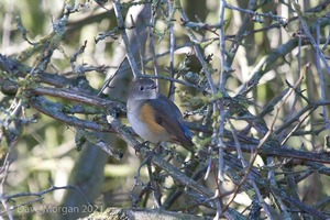 Red-flanked Bluetail, Marshfield, South Gloucestershire. 13th February 2014