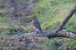 Red-flanked Bluetail, Marshfield, South Gloucestershire. 13th February 2014