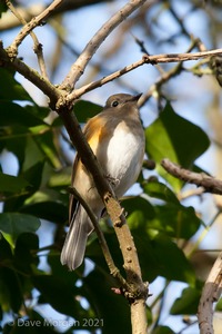 Red-flanked Bluetail, Marshfield, South Gloucestershire. 13th February 2014