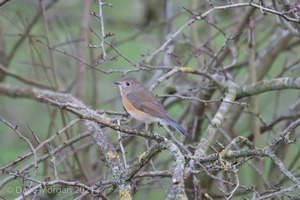 Red-flanked Bluetail, Marshfield, South Gloucestershire. 13th February 2014