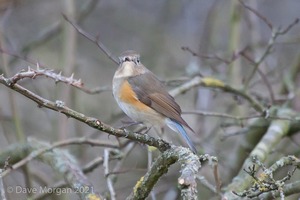 Red-flanked Bluetail, Marshfield, South Gloucestershire. 13th February 2014