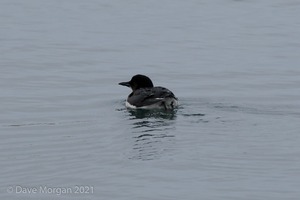 Brunnich's Guillemot, Portland Harbour, Dorset. 28th December 2013