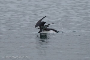 Brunnich's Guillemot, Portland Harbour, Dorset. 28th December 2013