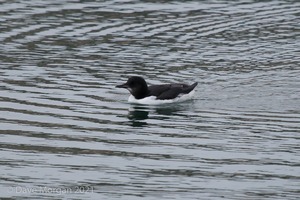 Brunnich's Guillemot, Portland Harbour, Dorset. 28th December 2013