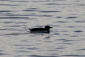 Brunnich's Guillemot, Portland Harbour, Dorset. 28th December 2013