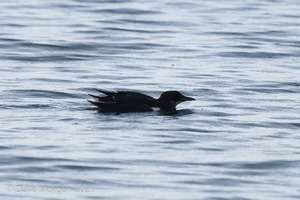 Brunnich's Guillemot, Portland Harbour, Dorset. 28th December 2013