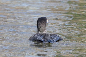 Great Northern Diver. Cheltenham. 2nd February 2013
