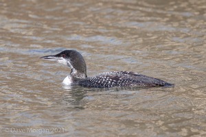 Great Northern Diver. Cheltenham. 2nd February 2013