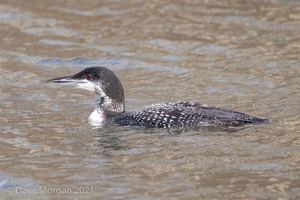Great Northern Diver. Cheltenham. 2nd February 2013