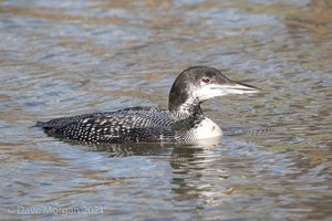 Great Northern Diver. Cheltenham. 2nd February 2013