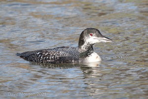 Great Northern Diver. Cheltenham. 2nd February 2013