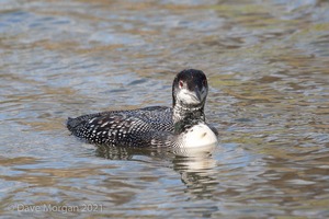 Great Northern Diver. Cheltenham. 2nd February 2013