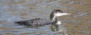 Great Northern Diver. Cheltenham. 2nd February 2013