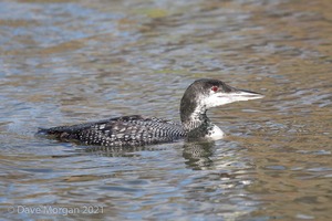 Great Northern Diver. Cheltenham. 2nd February 2013