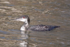 Great Northern Diver. Cheltenham. 2nd February 2013