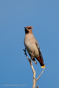 Waxwings. Cheltenham. 9th December 2012