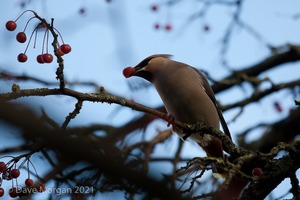 Waxwings. Cheltenham. 9th December 2012