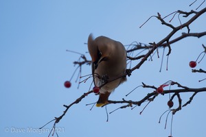 Waxwings. Cheltenham. 9th December 2012
